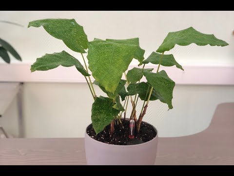 Видео: Калатея Нетворк (Мозаичная) самое простое в уходе растение семейства Марантовые