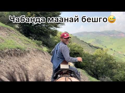 Видео: Жайлоодо калам