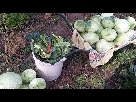 Видео: ЗБІР КАПУСТИ РАНІШЕ / НЕ ДИВЛЯЧИСЬ НА СПЕКУ ТА ПОСУХУ ВРОДИЛА ГАРНО 14 вересня 2024 р.