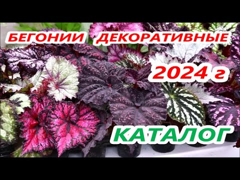 Видео: КАТАЛОГ 🌺 ДЕКОРАТИВНЫХ БЕГОНИЙ 🌺 2024 г