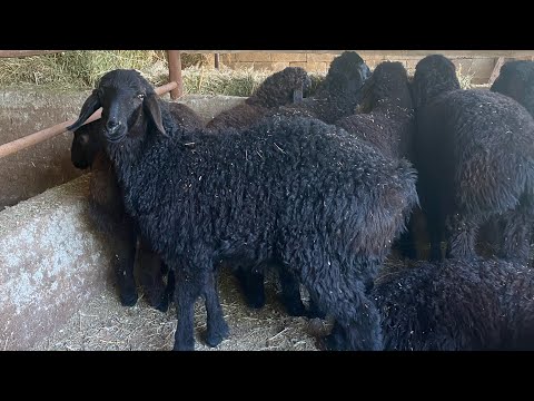 Видео: Қозы бордақылап көрмекшімін, ақыл кеңестеріңізді айтып кетіңіздер