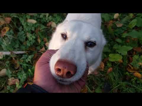 Видео: С Златой в парнике