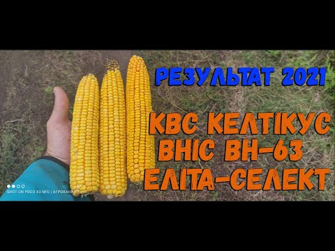 Видео: Результати Гібридів кукурудзи КВС Еліта Селект ВНІС