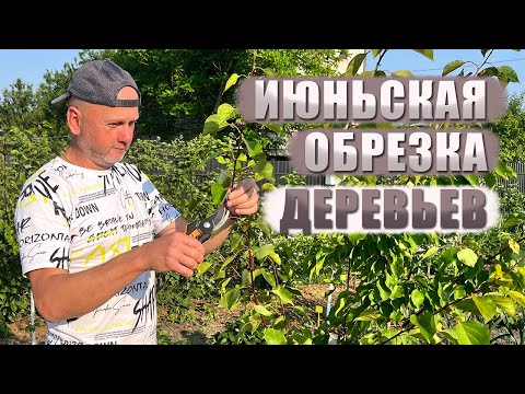 Видео: Очень важная июньская обрезка деревьев