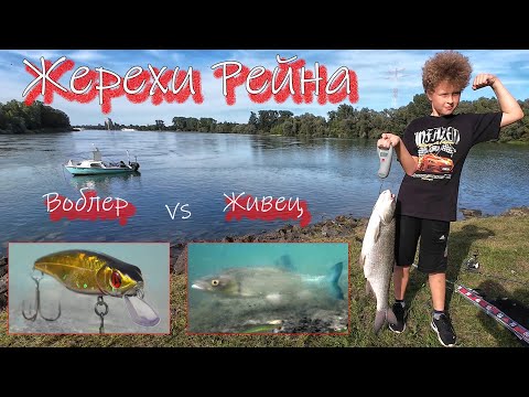 Видео: Жерехи Рейна. Воблер или живец