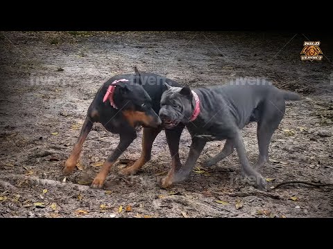 Видео: Кане-корсо против добермана — окончательный вердикт (2023)