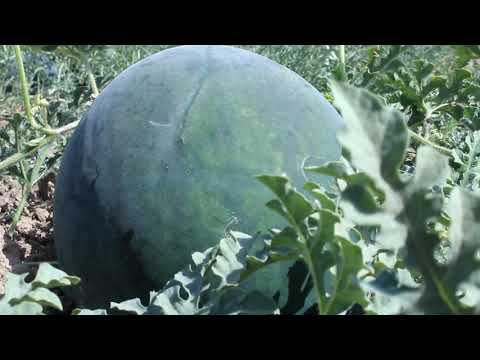 Видео: Тарбузу харбуза Турсунзода