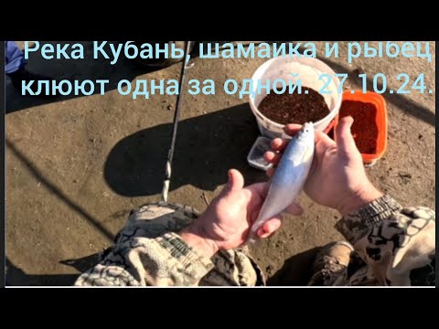 Видео: Кубань шамайка и рыбец клюют одна за одной.27.10.24.