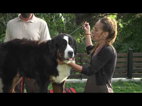 Видео: За кинологията с д-р Кънев: Бернско пастирско куче – история и стандарт