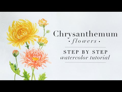Видео: Цветы хризантемы: пошаговый урок по рисованию акварелью