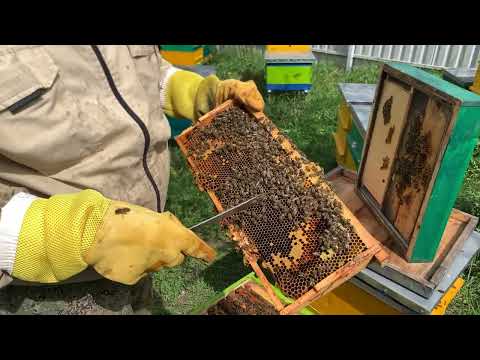 Видео: ЗАЧЕМ ТРУТНИ В СЕМЬЕ.