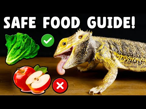 Видео: Что может есть ваша бородатая агама?