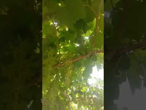 Видео: 2025год.Ангуро аз гулиш бромад  хомтоки 2 саршуд  хатман хомток карда дори шапке.