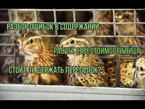 Видео: Как не надо содержать перепелов.