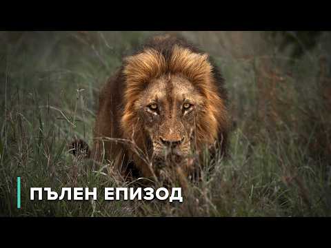 Видео: Лъвове, леопарди и гепарди: ловци без съперник | Звезди на дивата природа 101