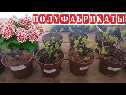 Видео: Гортензия крупнолистная! Новинка  'FINYA' Профилактическая обработка от вредителей и болезней.