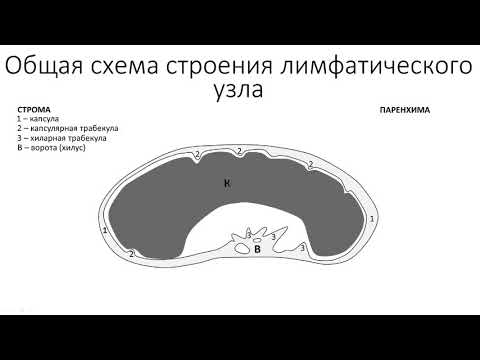 Видео: Строение лимфатического узла