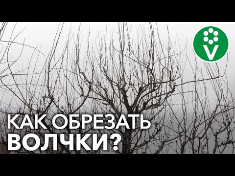 Видео: Как удалять ВОЛЧКИ НА ГРУШЕ? Пример обрезки запущенной груши