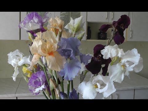 Видео: Букеты из ирисов
