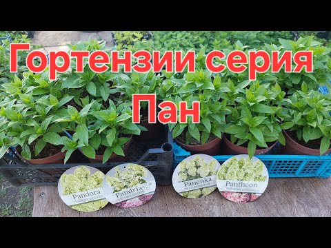 Видео: Гортензии серии Пан.Продажа.Акция.