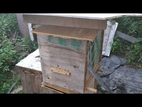 Видео: Колодное пчеловодство. 17.06.19 г. Маленький рой в ловушке.