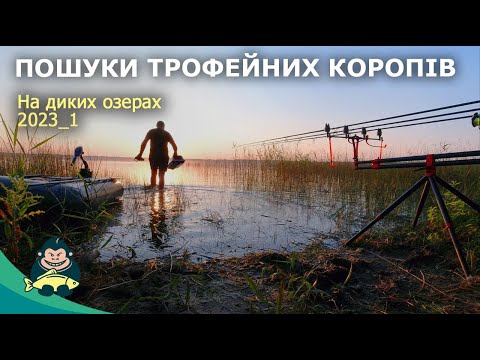 Видео: Ловля коропа на дикому озері. Літо 2023