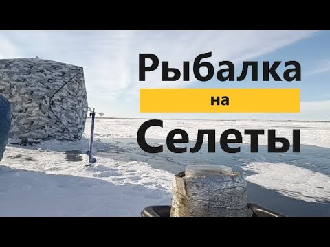 Видео: Рыбалка на Селеты
