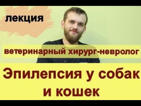 Видео: эпилепсия у собак и кошек, лекция, ветеринарная клиника