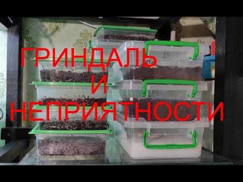 Видео: Гриндаль и немного проблем.