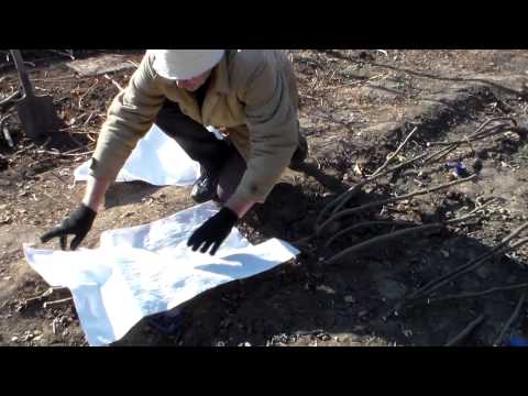 Видео: Инжир Подготовка к укрытию