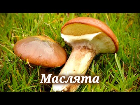 Видео: Маслята. Где собирать эти грибы, как готовить и причем тут лишайники