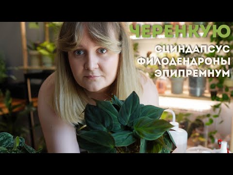Видео: 🌿ОБРЕЗКА лиан: ФИЛОДЕНДРОН, СЦИНДАПСУС, ЭПИПРЕМНУМ