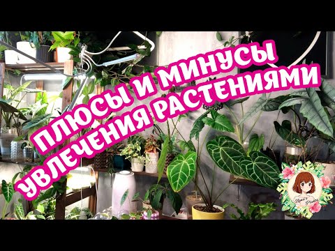 Видео: ПЛЮСЫ И МИНУСЫ увлечения растениями + ЮТЬЮБ-КОНКУРС #plants #растения