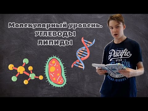 Видео: Общая характеристика молекулярного уровня. Углеводы, Липиды. (Параграф 4-6)