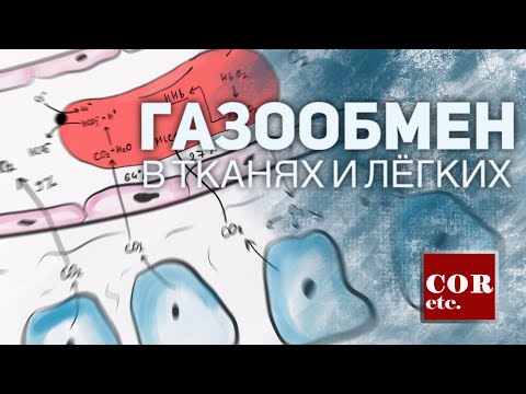 Видео: Газообмен в тканях и лёгких.