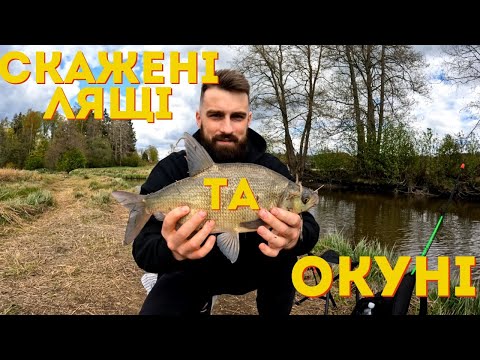 Видео: ЛЯЩ та ОКУНЬ|СКАЖЕНІ КАБАНИ|ГОДУЮ БІСКВІТОМ|РІЧКА З ТЕЧІЄЮ