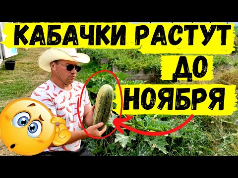 Видео: Как продлить плодоношение кабачков до поздней осени #27