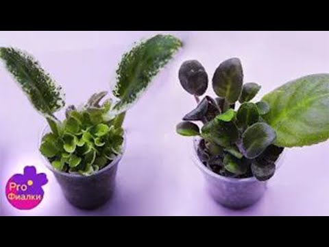 Видео: Почему ЛИСТ НЕ ДАЕТ ДЕТОК?  Как УСКОРИТЬ ПРОЦЕСС?