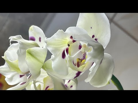 Видео: Новинки, новые роспуски. Бабочки и пелорики 🦋🦋🦋 Февраль 2023 ❄️