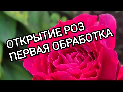 Видео: РОЗЫ. САМАЯ ГЛАВНАЯ И ВАЖНАЯ ОБРАБОТКА ОТ БОЛЕЗНЕЙ И ВРЕДИТЕЛЕЙ.