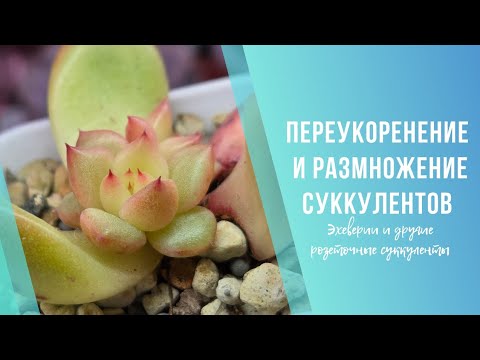 Видео: Переукоренение и размножение суккулентов пнями 🌿 Обрезка эхеверий