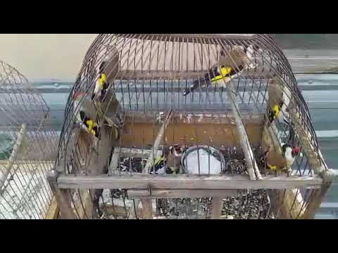 Видео: КАК РАЗЛИЧАТЬ ЩЕГЛОВ САМКУ ОТ САМЦА