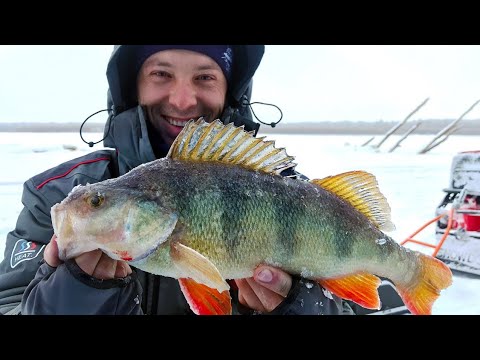 Видео: КИЛОГРАММОВЫЕ, Крупные ОКУНИ! Ловля на вибы! Зимняя рыбалка с ночевкой в комфорте. Клёвый ЖОР!