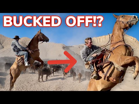 Видео: Выпас скота на высоте более 30 миль в горах!