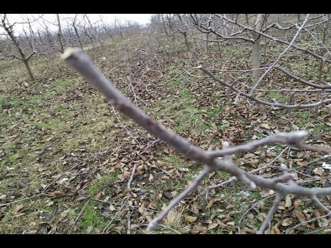 Видео: Обрезка яблони веретено. Клыкование веток.  ММ 106. Обрезка яблони зимой.