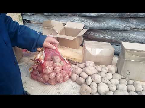 Видео: Супер-элита картофеля Синеглазка-2016 вся в парше! Мусор от Агрокоренево/ФИЦ картофеля им. Лорха.