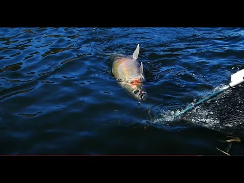 Видео: Ловля стальноголового лосося на реке Клируотер | 3 РУКОВОДСТВА по рыбалке Примите участие в местн...