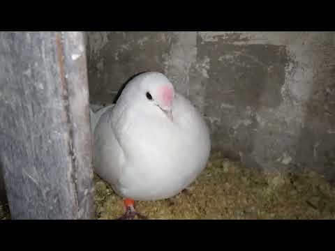 Видео: 🕊голубятам 4 дня 🕊