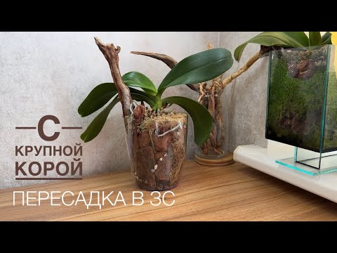 Видео: Крупная кора и корень дерева в посадке. Phal. Дикий Кот