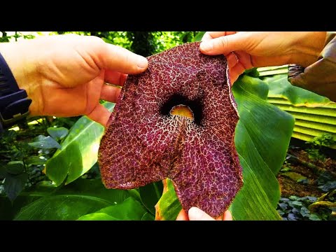 Видео: 🌵Оранжерея ботанического сада  в Варшаве. Суккуленты и средиземноморские растения